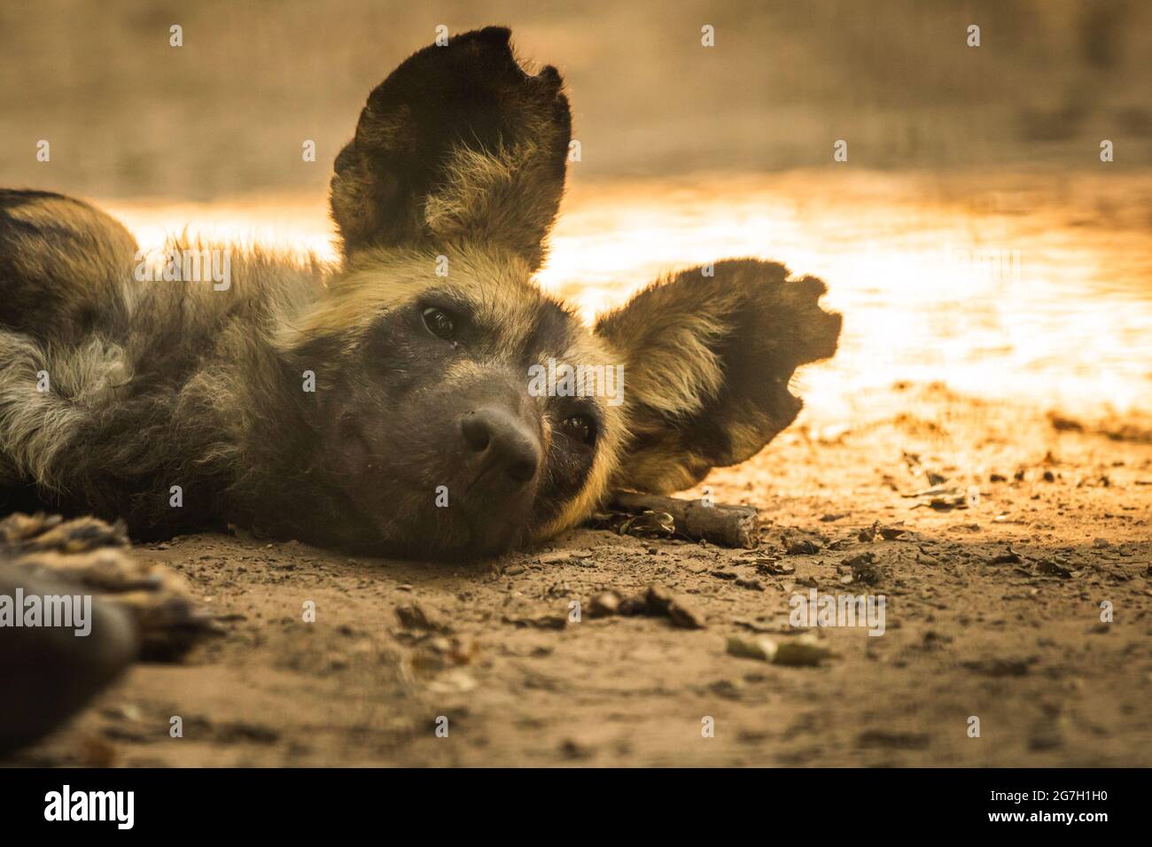 Wild African dog is resting and sleeping at ground in wild nature ...