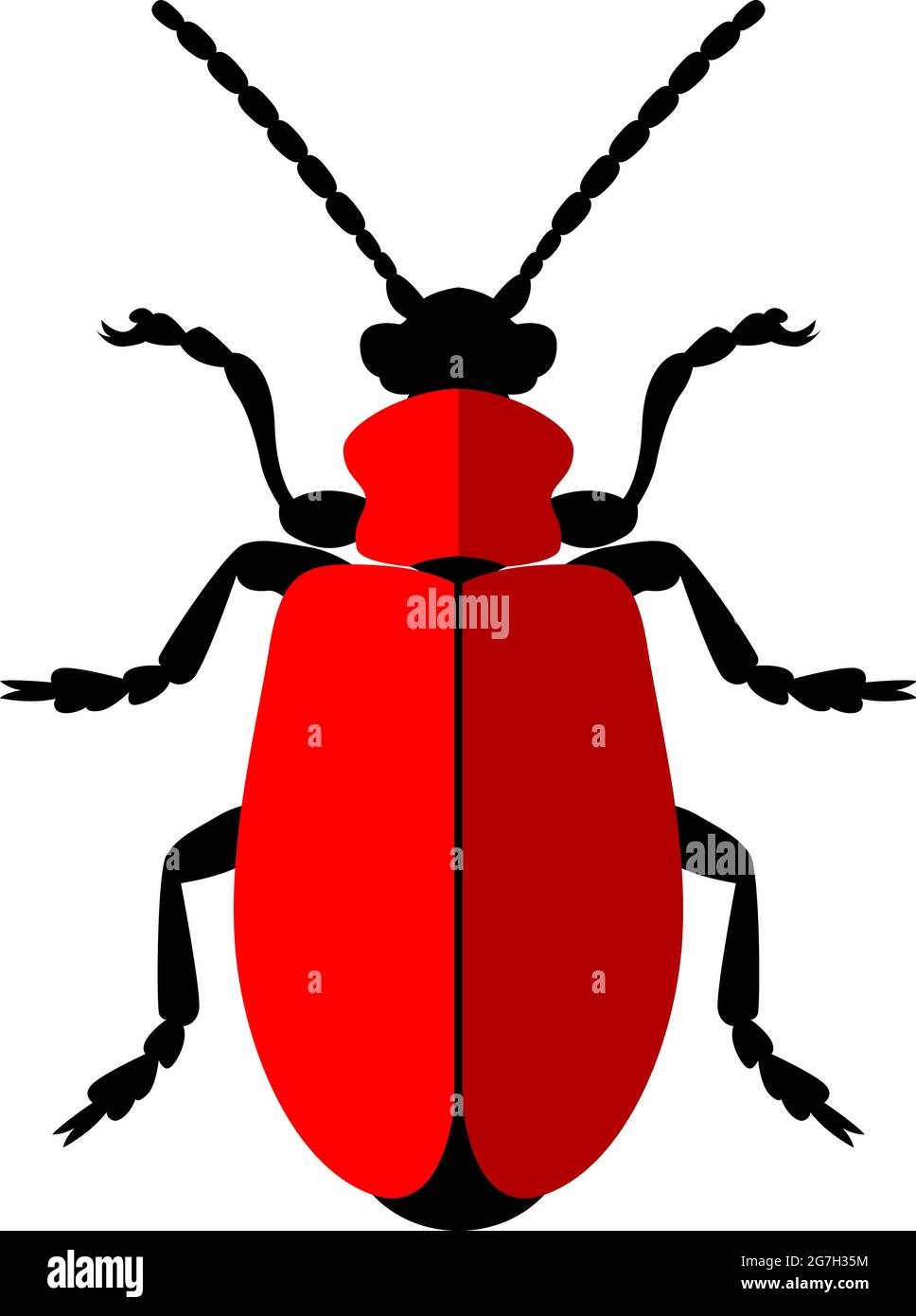 Scarlet lily beetle, red lily beetle, lily leaf beetle, Lilioceris