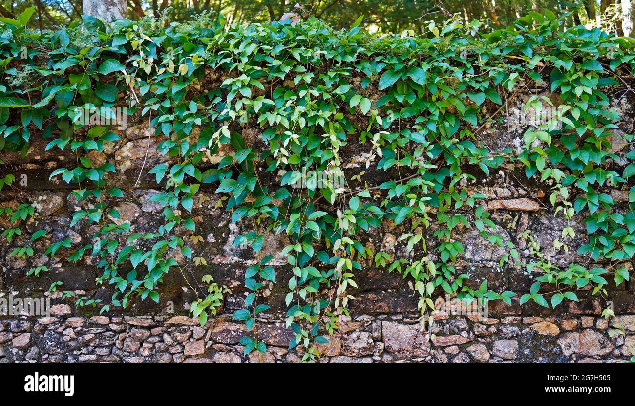 Hanging plants on stone wall, Rio, Brazil Stock Photo