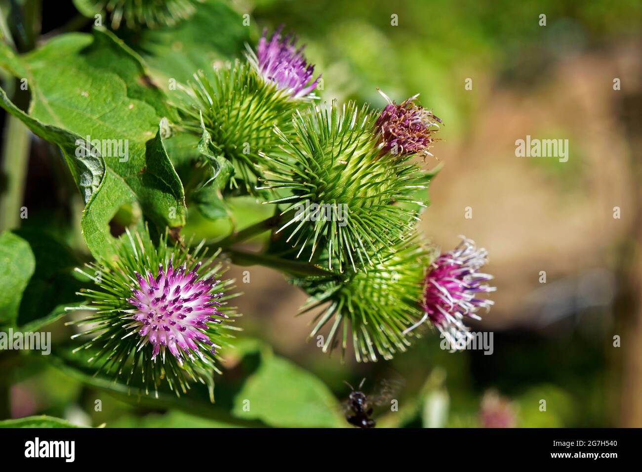 Greater burdock or edible burdock flowers (Arctium lappa) Stock Photo