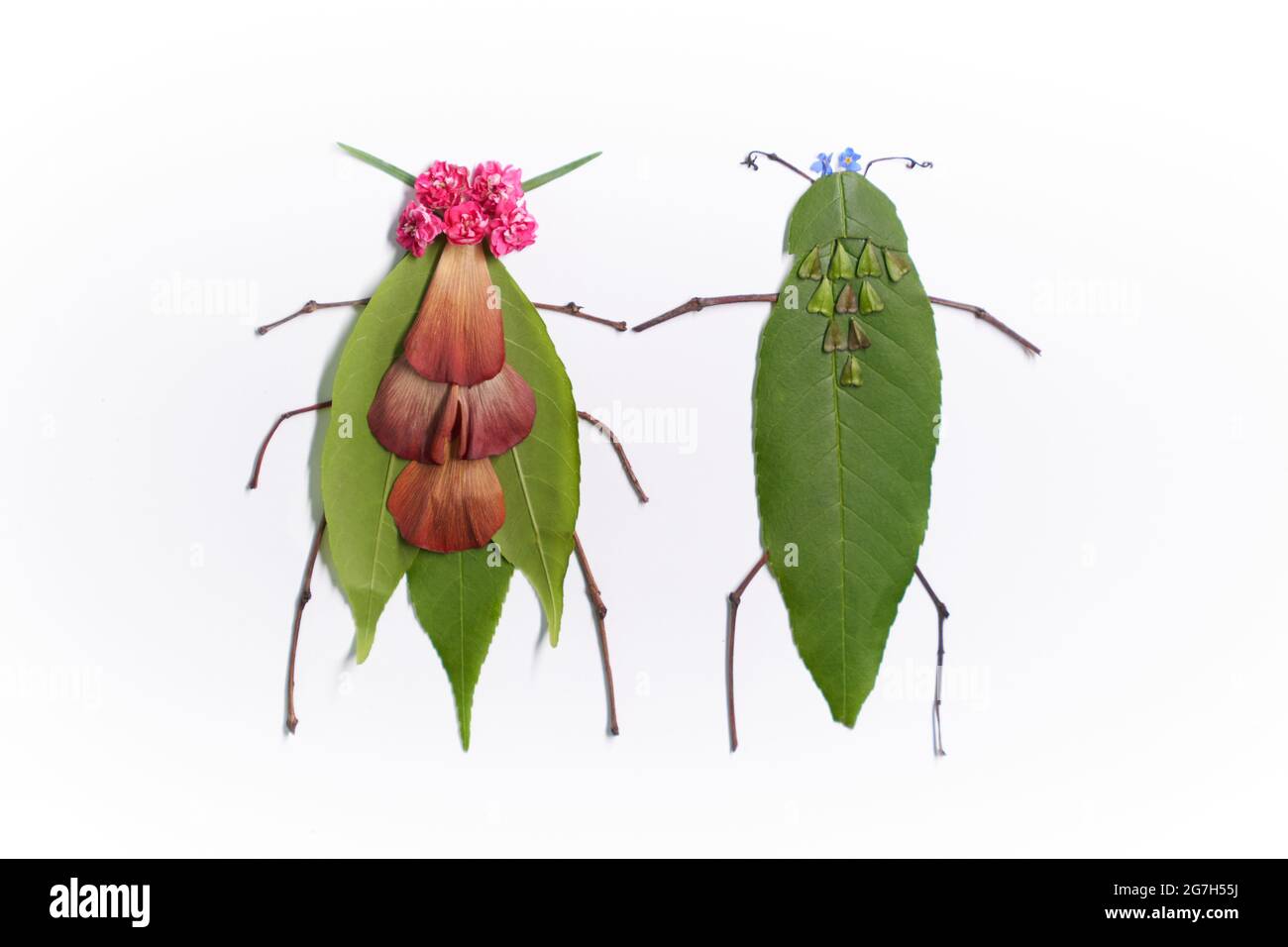 Nature Animals Insects Leaves