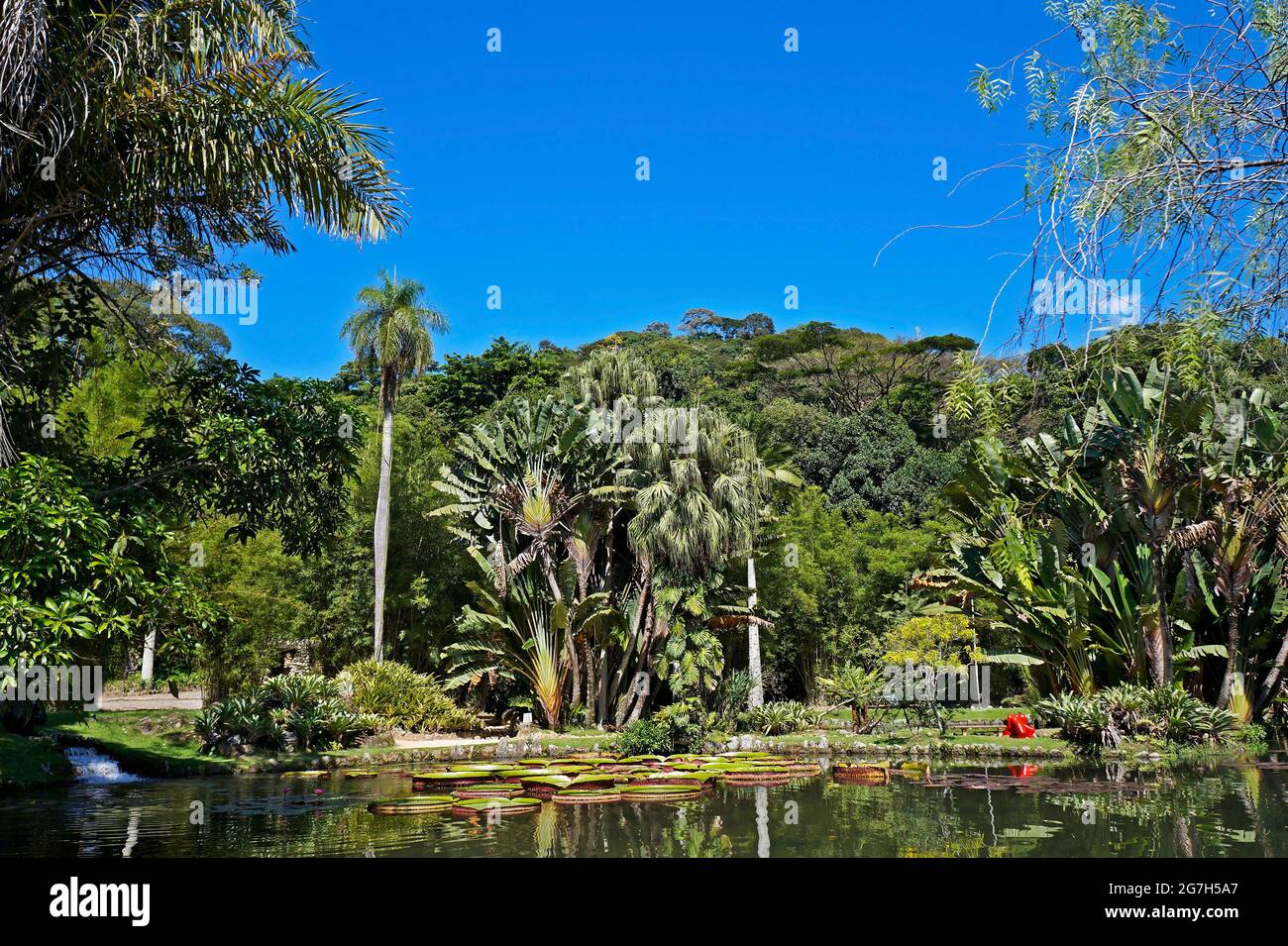 Panoramic park view with tropical vegetation, Rio, Brazil Stock Photo