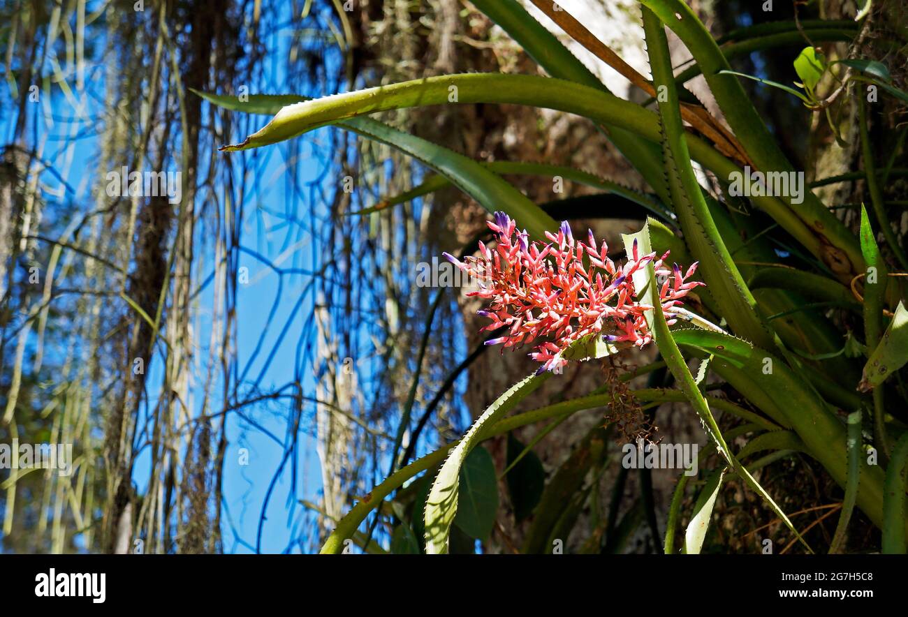 Pink bromeliad inflorescence, Rio, Brazil Stock Photo