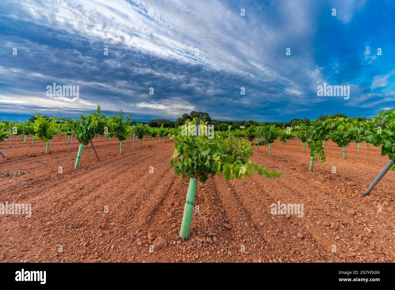Vast vineyard rows under the cloudy sky Stock Photo