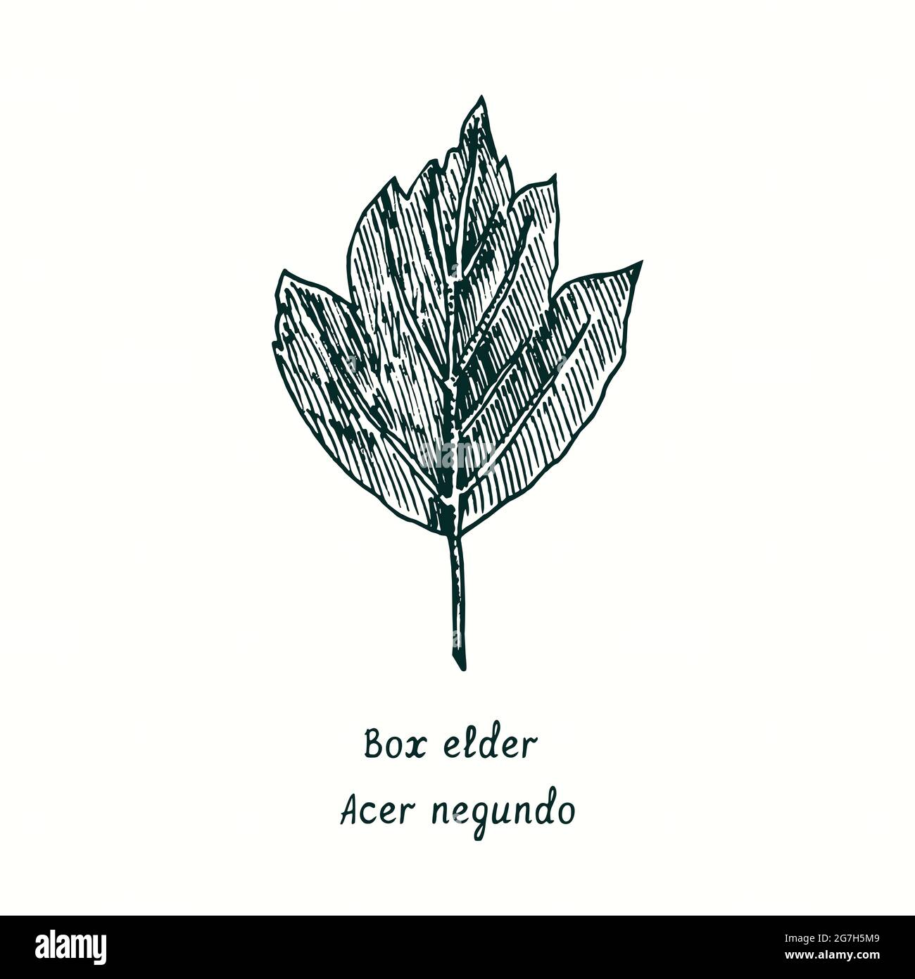 Box elder (Acer negundo) leaf. Ink black and white doodle drawing in woodcut style. Stock Photo