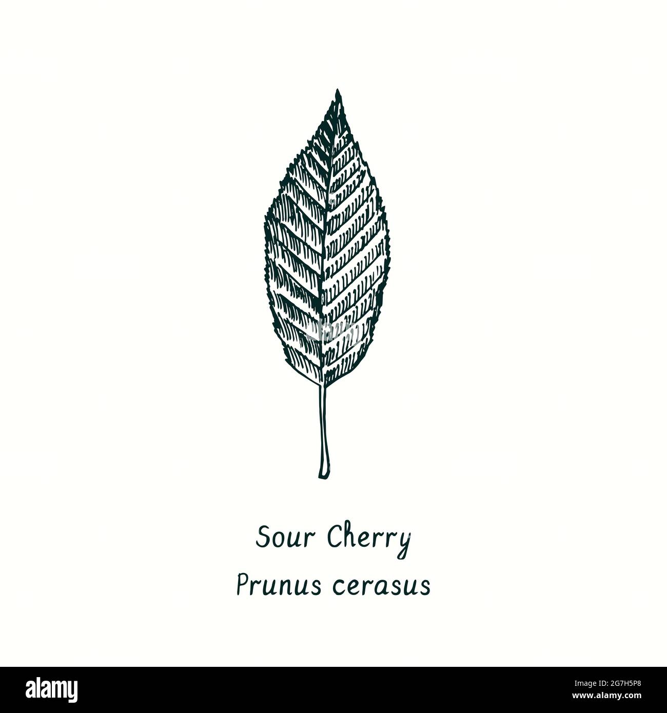 Sour cherry (Prunus cerasus) leaf. Ink black and white doodle drawing in woodcut style. Stock Photo