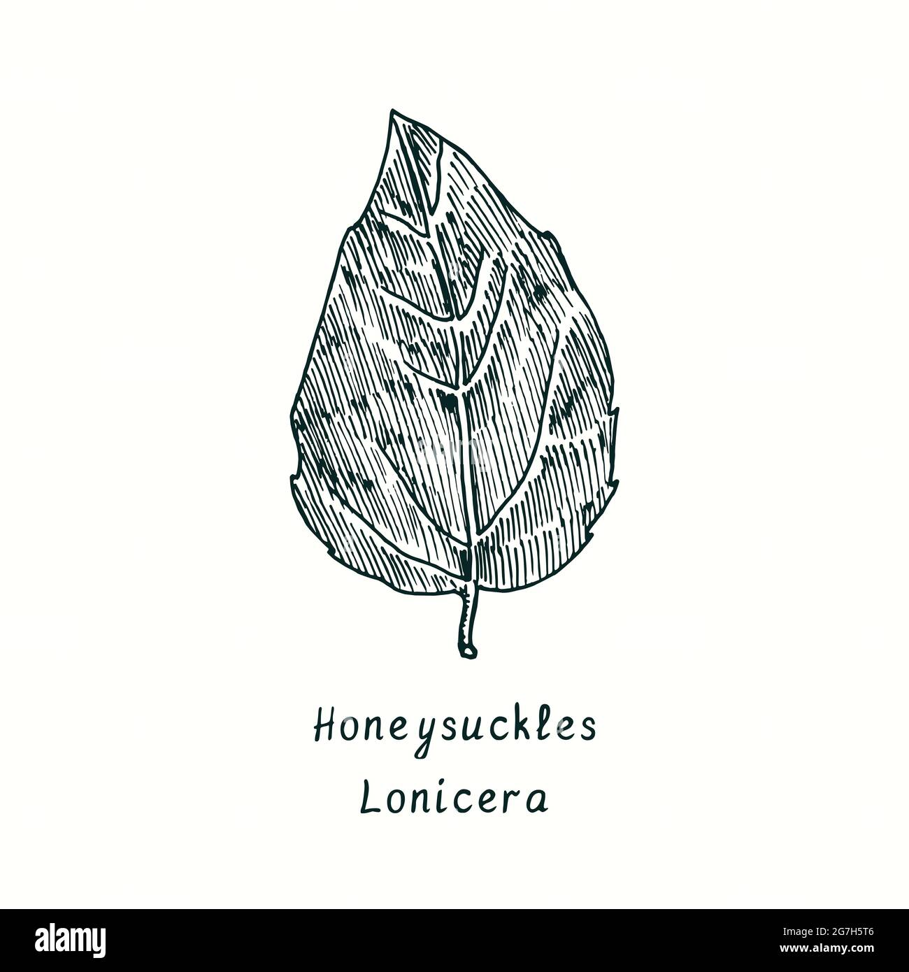Honeysuckles (Lonicera) leaf. Ink black and white doodle drawing in woodcut style. Stock Photo