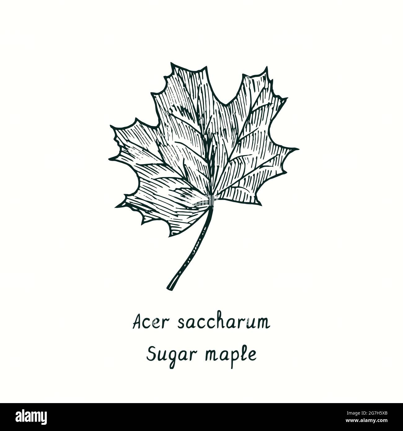 Sugar maple (Acer saccharum) leaf. Ink black and white doodle ...