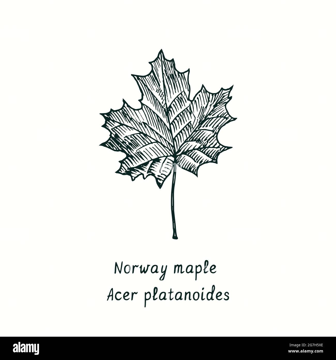 Norway maple (Acer platanoides) leaf. Ink black and white doodle drawing in woodcut style. Stock Photo