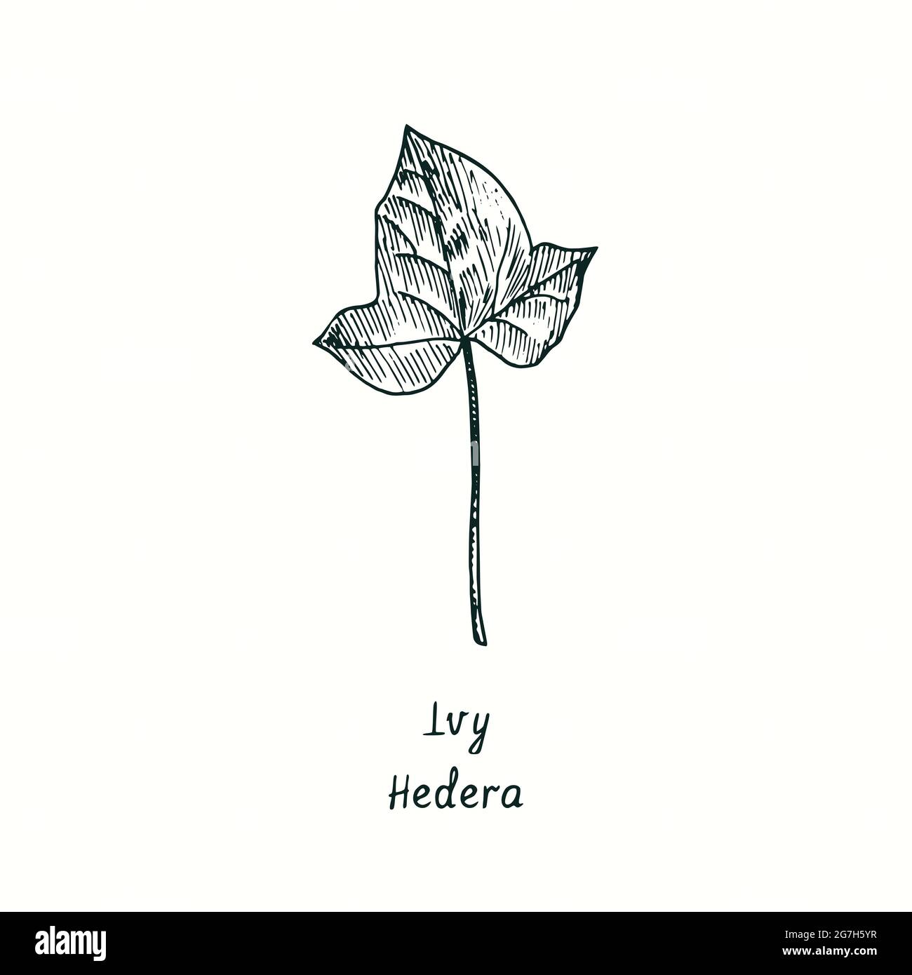 Ivy leaf drawing hi-res stock photography and images - Alamy