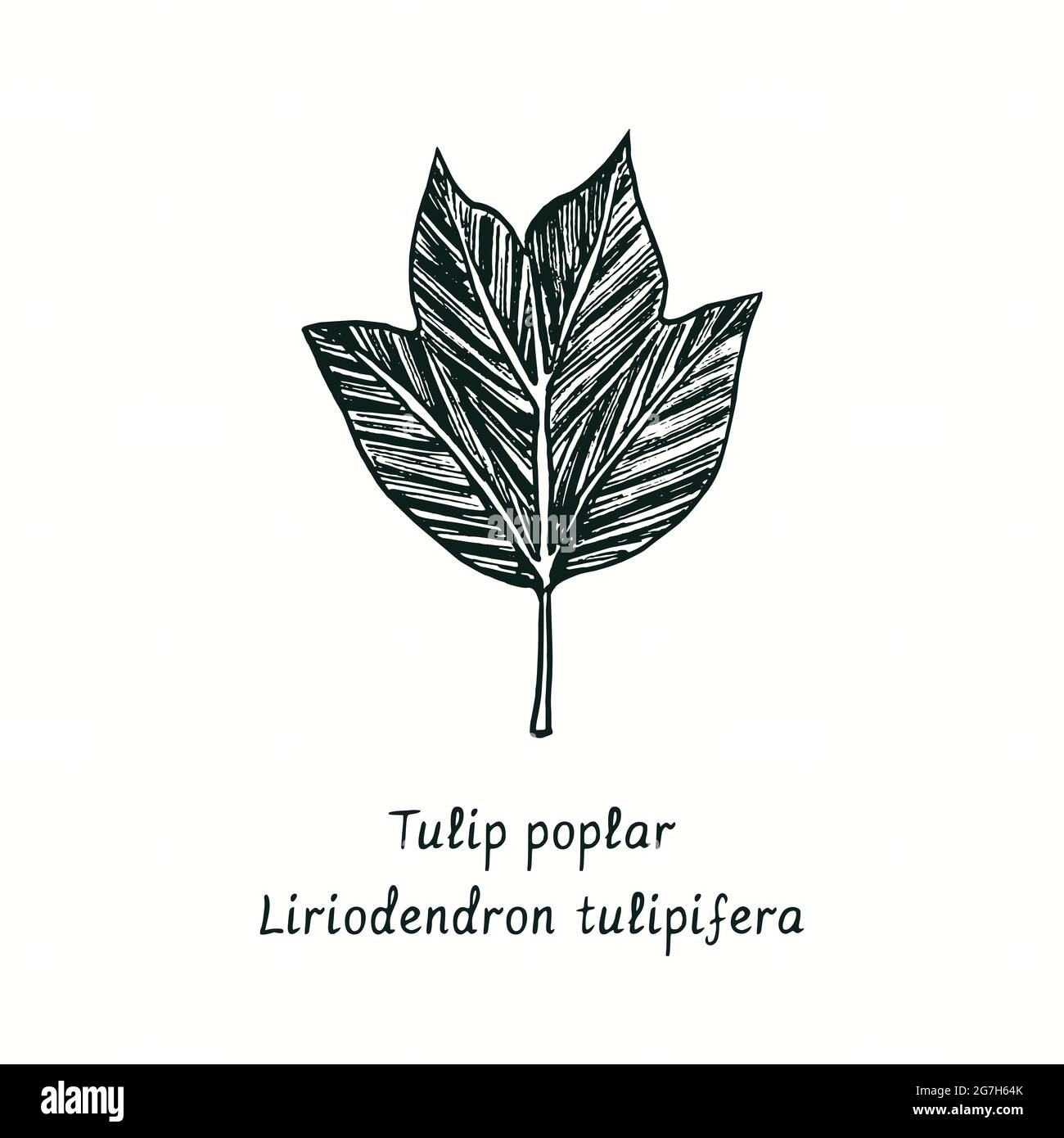 Tulip poplar (Liriodendron tulipifera) leaf. Ink black and white doodle drawing in woodcut style. Stock Photo