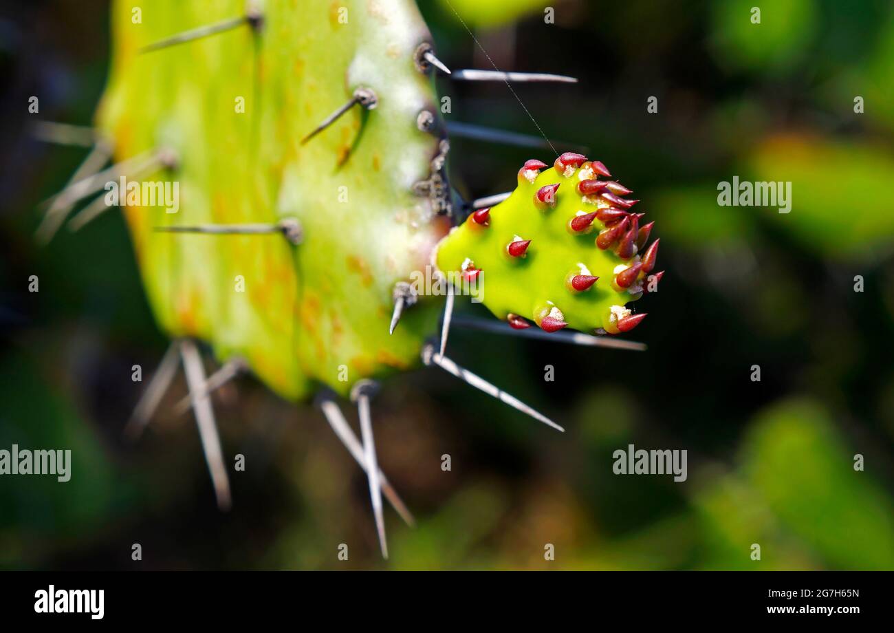 Coastal pricklypear (Opuntia littoralis) Stock Photo