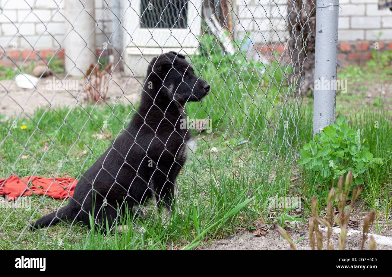 Young Guard Dog Behind The Fence Curious Dog Looking At The Camera Close Up Of A Young Mix Breed Dog Head Outdoors Sticking Out His Tongue Homeless Stock Photo Alamy