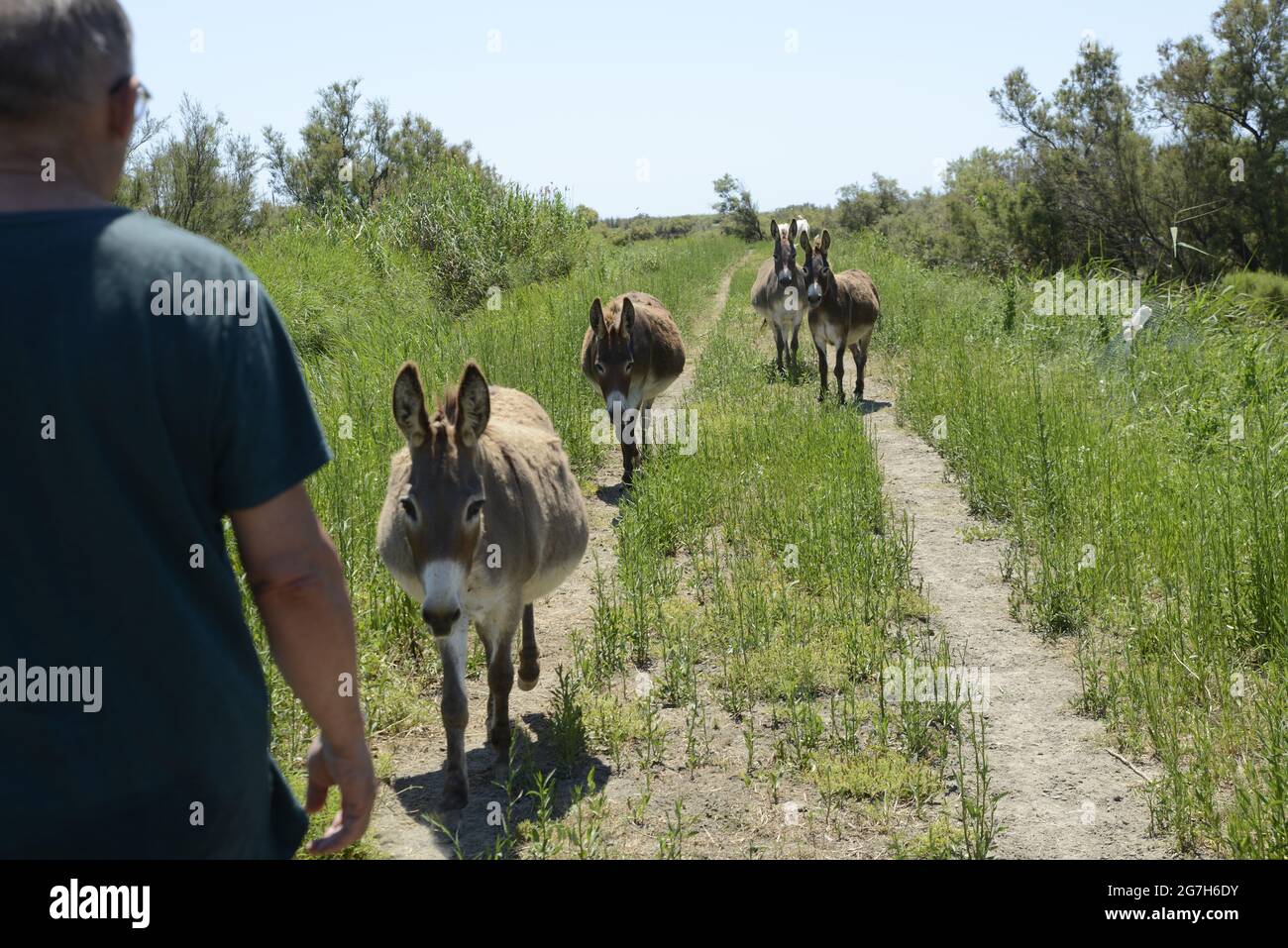 Donkey, ISLA DE BUDA , DELTA DEL EBRO, TARRAGONA, Stock Photo