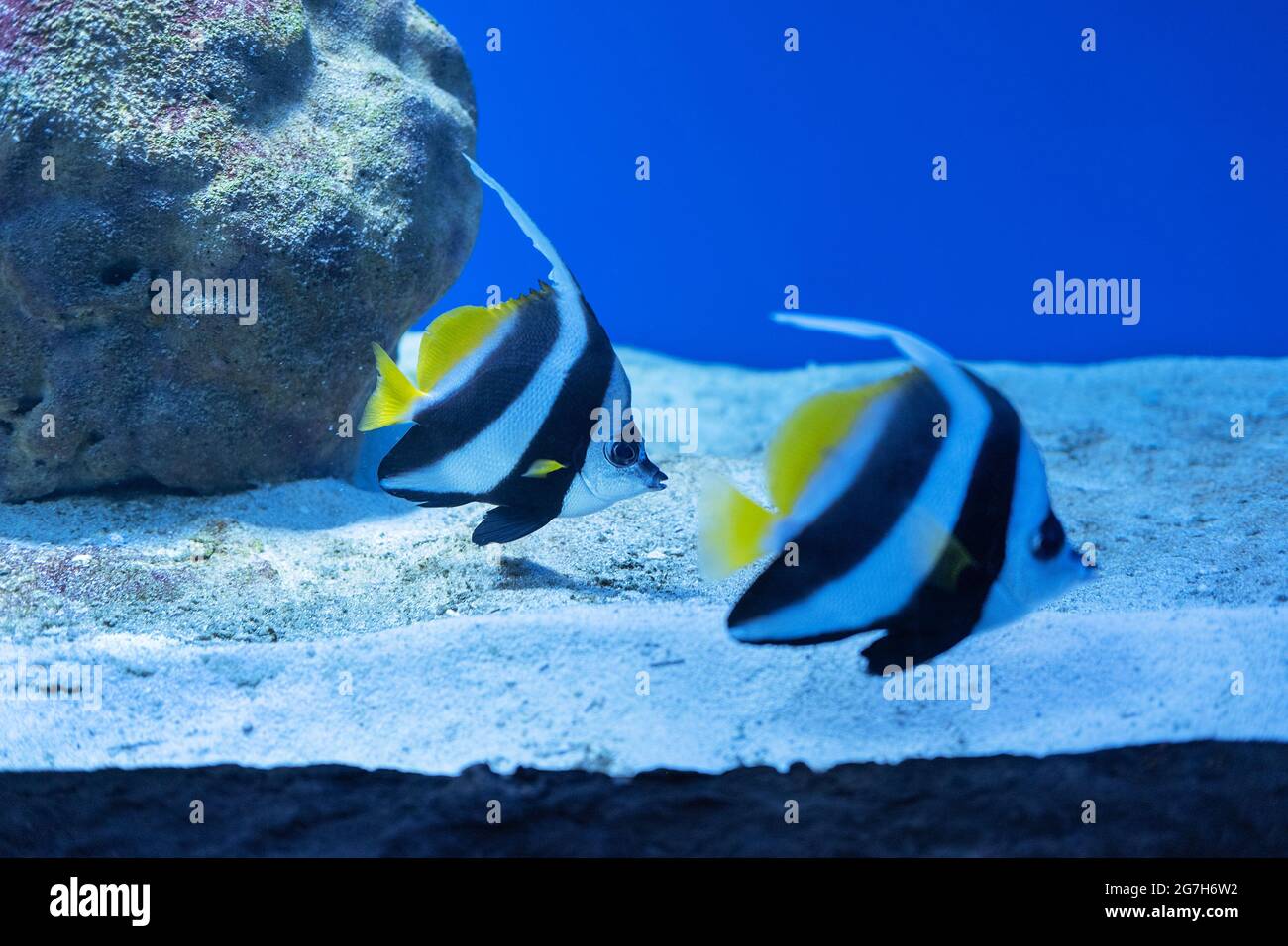 Pterophyllum scalare, black and white stripes and yellow fins. Most commonly referred to as angelfish, freshwater angelfish or angel-koi Stock Photo