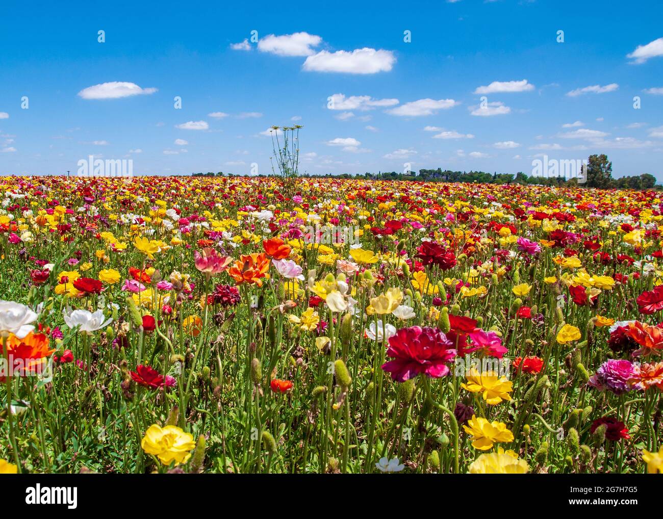 Lush field of colorful vibrant flowers under a bright blue sky with ...