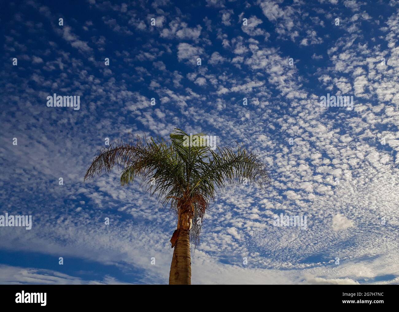Low angle shot of a palm tree standing tall under a bright blue sky ...