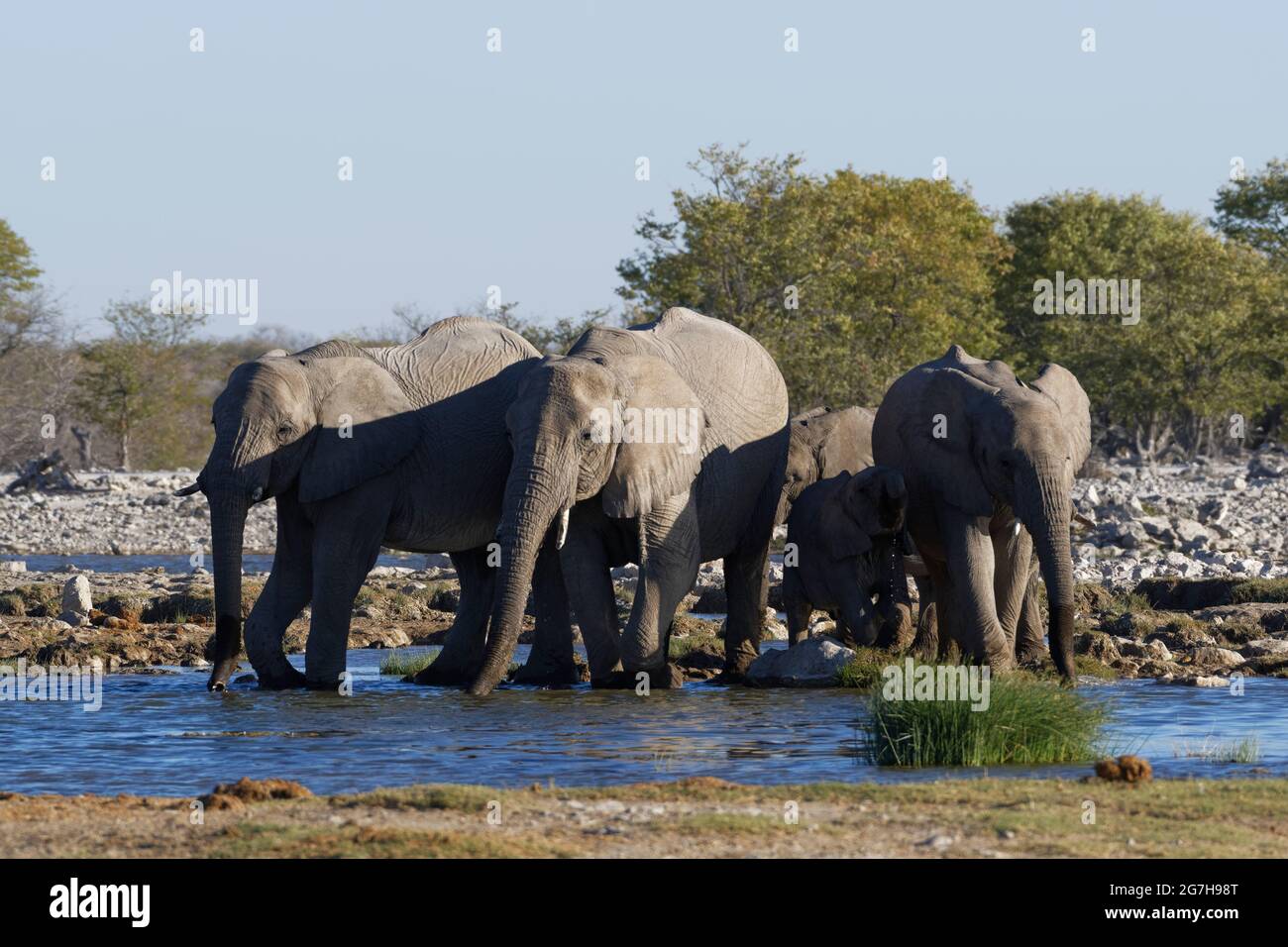 African bush elephants (Loxodonta africana), herd with elephant baby drinking at a waterhole, Etosha National Park, Namibia, Africa Stock Photo