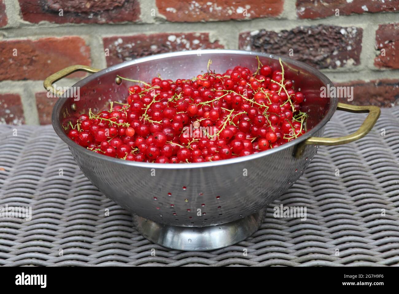 freshly picked redcurrants in a vintage colander Stock Photo