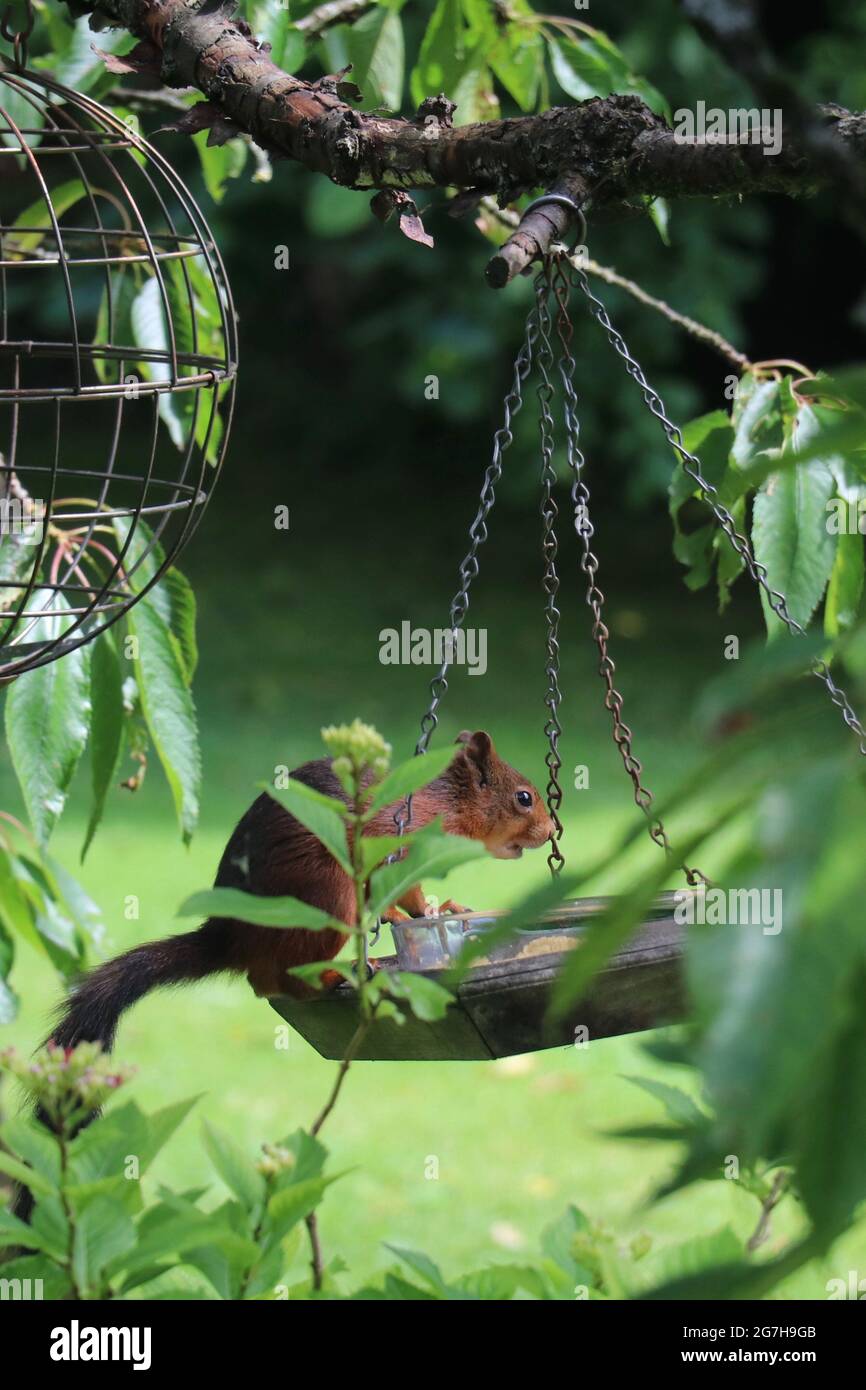 red squirrel sitting on a bird feeder in a lush green garden Stock Photo