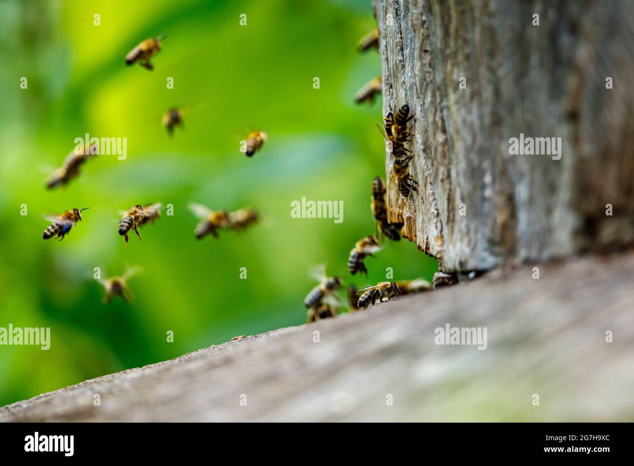 A swarm of honey bees at the bee house Stock Photo - Alamy