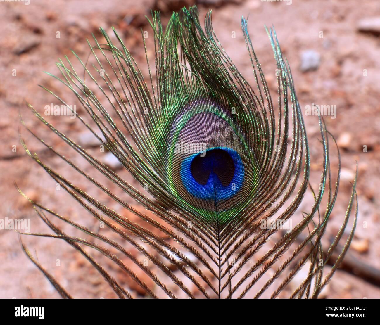Peacock feather eye Stock Photo - Alamy, image size:1300x1112
