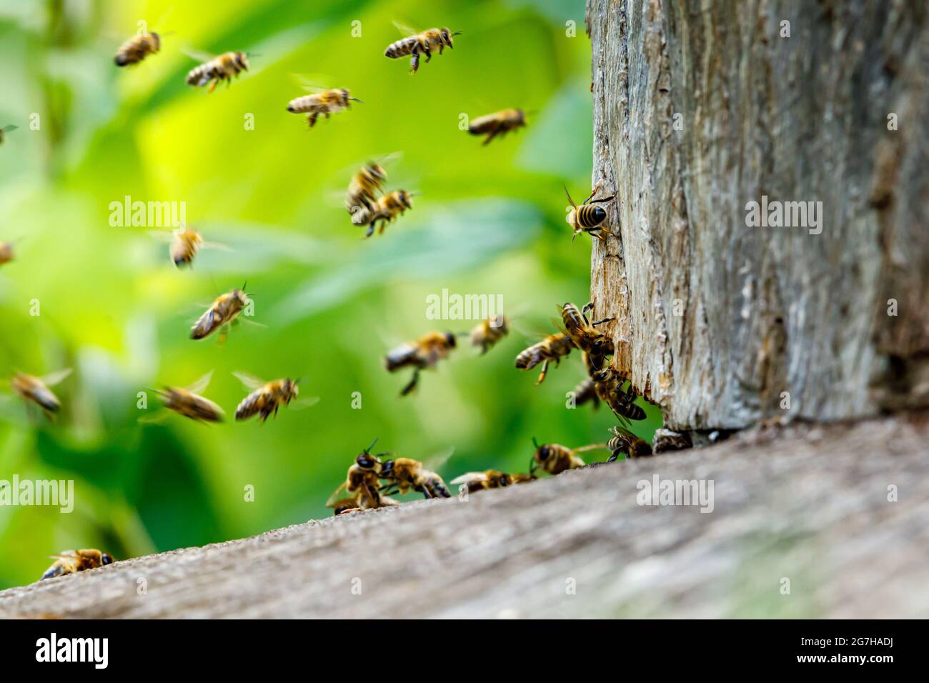Bees swarm collect hi-res stock photography and images - Alamy