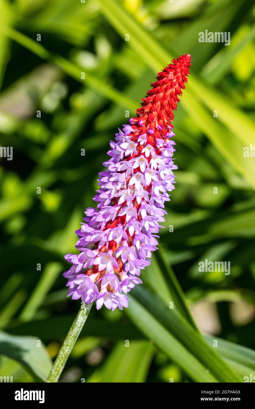 Chinese primrose hires stock photography and images Alamy