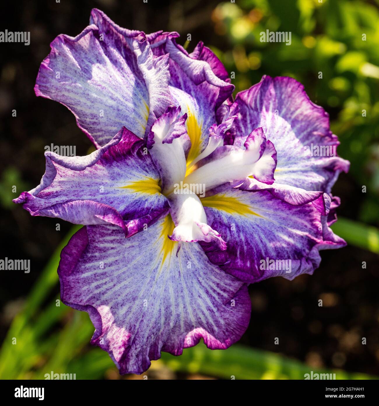 'Dinner Plate Tiramisu' Japanese iris, Japansk iris (Iris ensata) Stock Photo