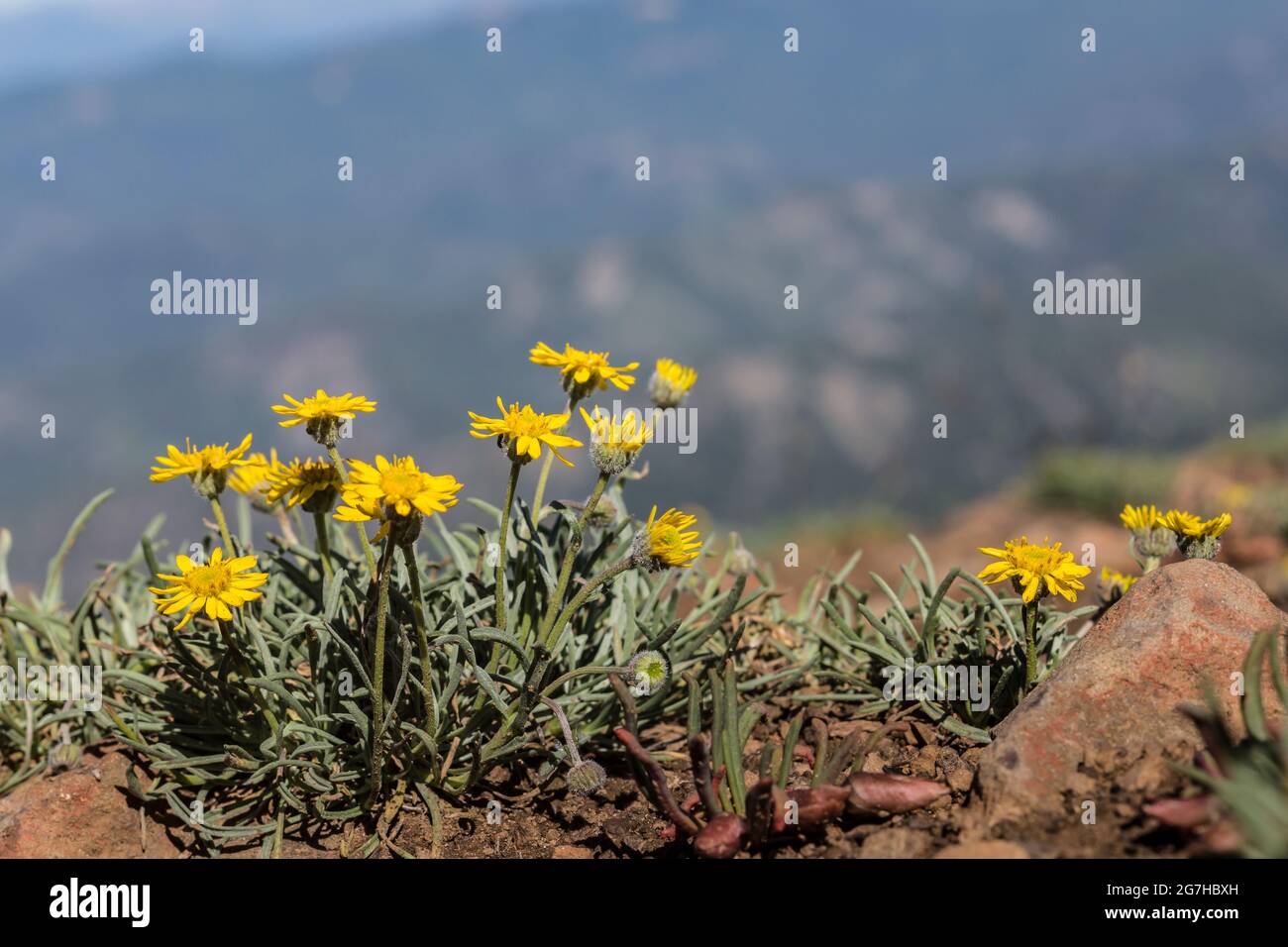 Oregon Sunshine, Eriophyllum lanatum var. integrifolium, blooming at Table Mountain, Okanogan-Wenatchee National Forest, Washington State, USA Stock Photo