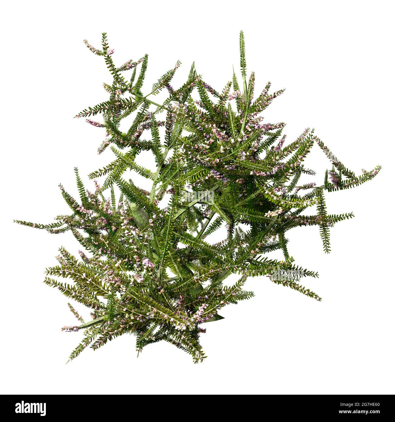 3D rendering of a blooming common heather plant or Calluna vulgaris isolated on white background Stock Photo