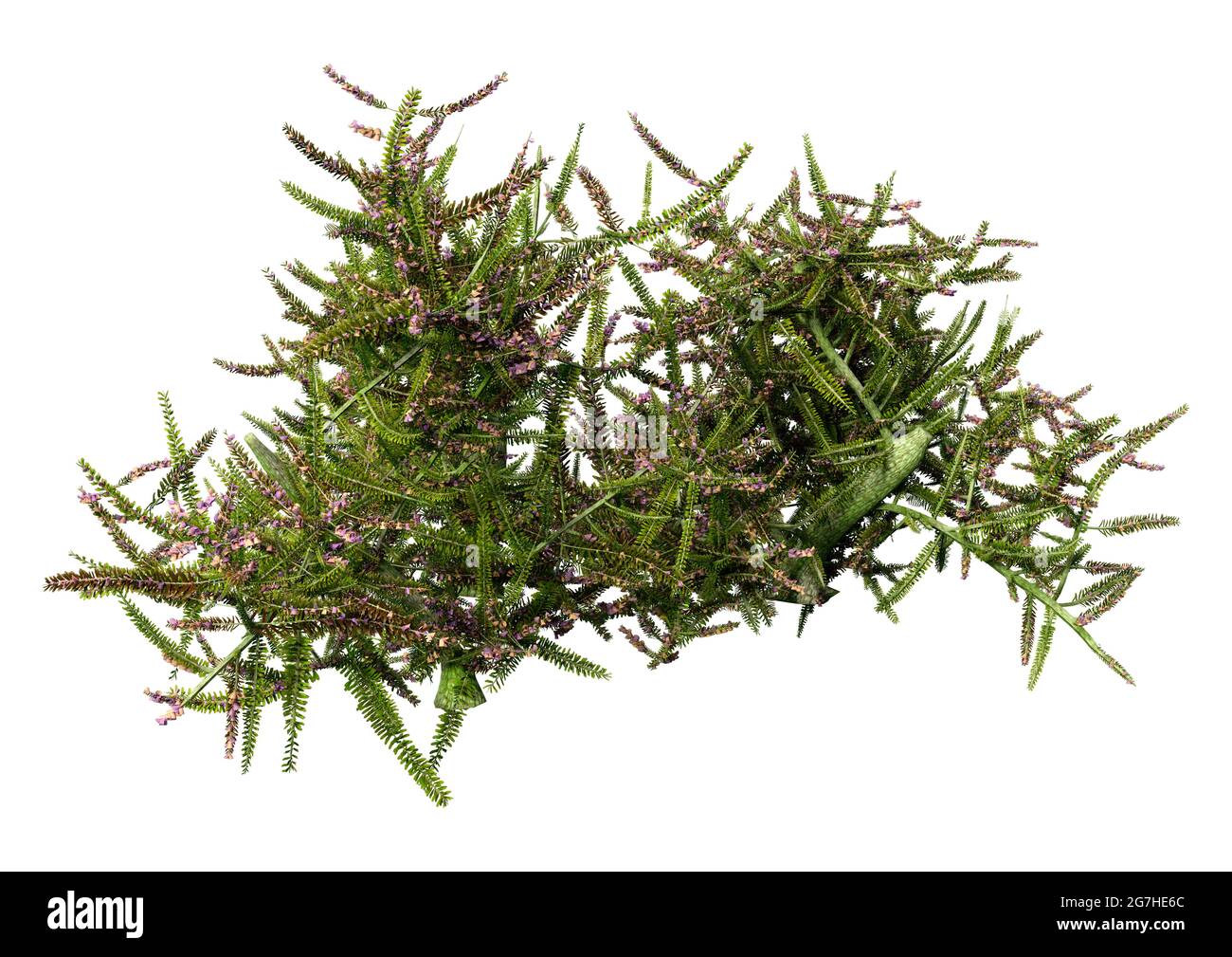 3D rendering of a blooming common heather plant or Calluna vulgaris isolated on white background Stock Photo