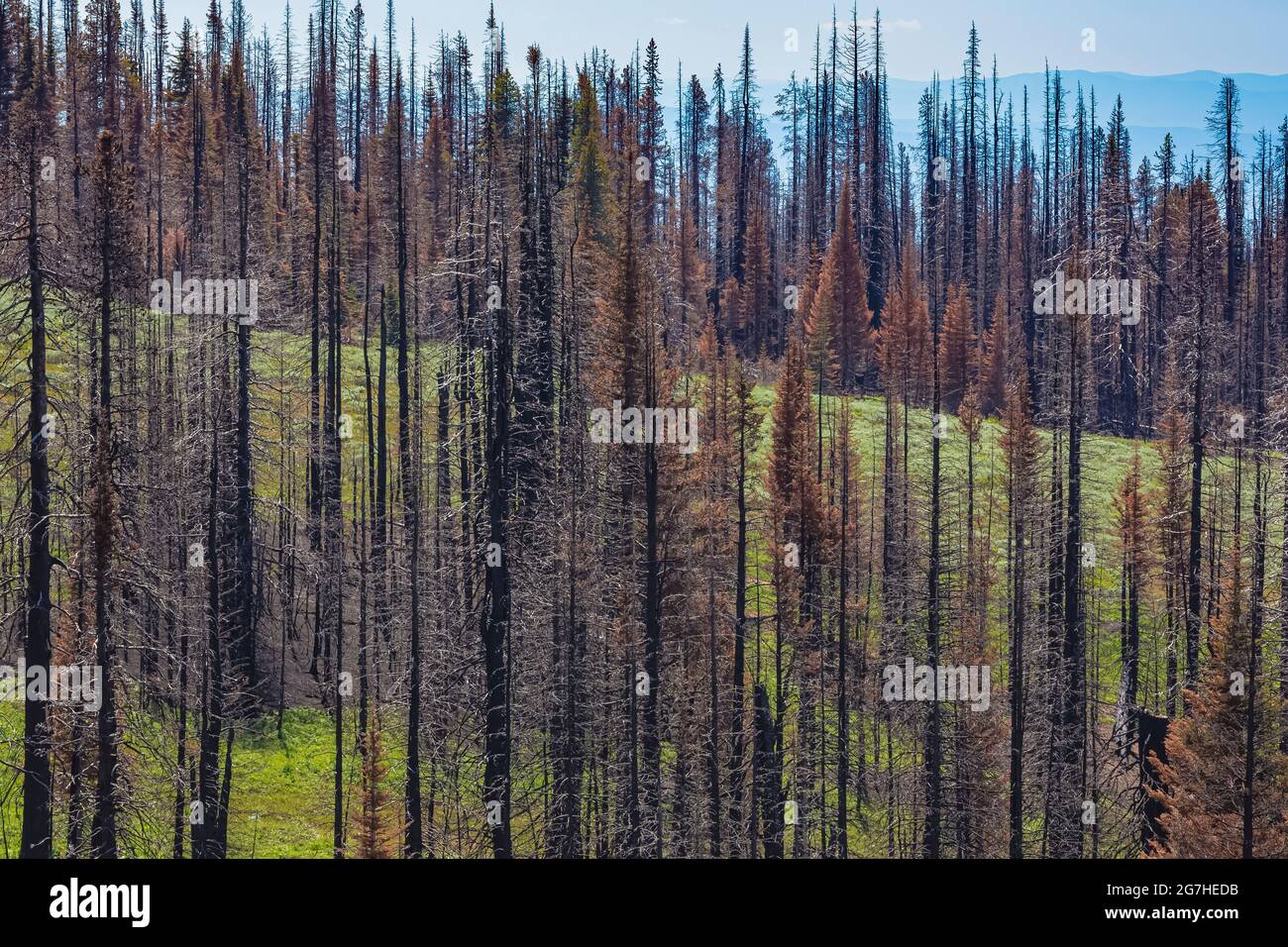 Lodgepole Pine, Pinus contorta, forest burned in the 2012 Table Mountain Fire, Table Mountain, Okanogan-Wenatchee National Forest, Washington State, U Stock Photo