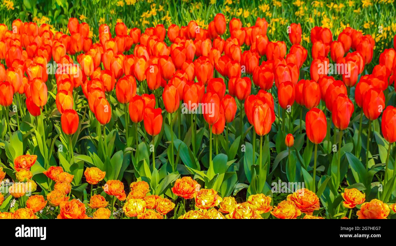 Many colorful tulips and daffodils in Keukenhof tulip park in Lisse ...