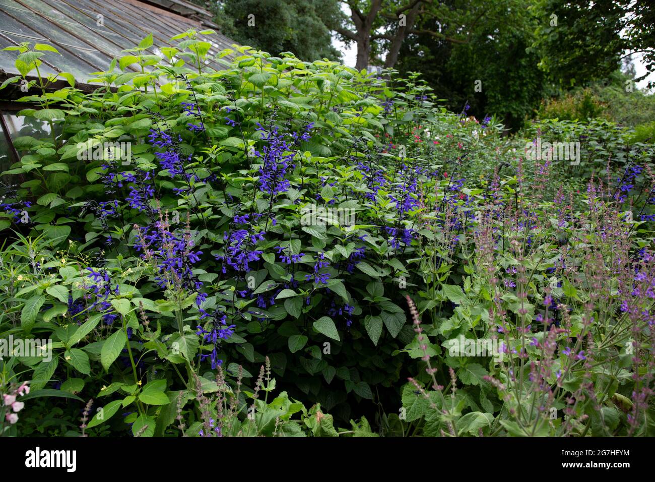 Giant blue Sage (Salvia guaranitica 'Black and Blue') at the Chelsea Physic Gardens. London.  The Chelsea Physic Garden is one of the oldest botanical Stock Photo