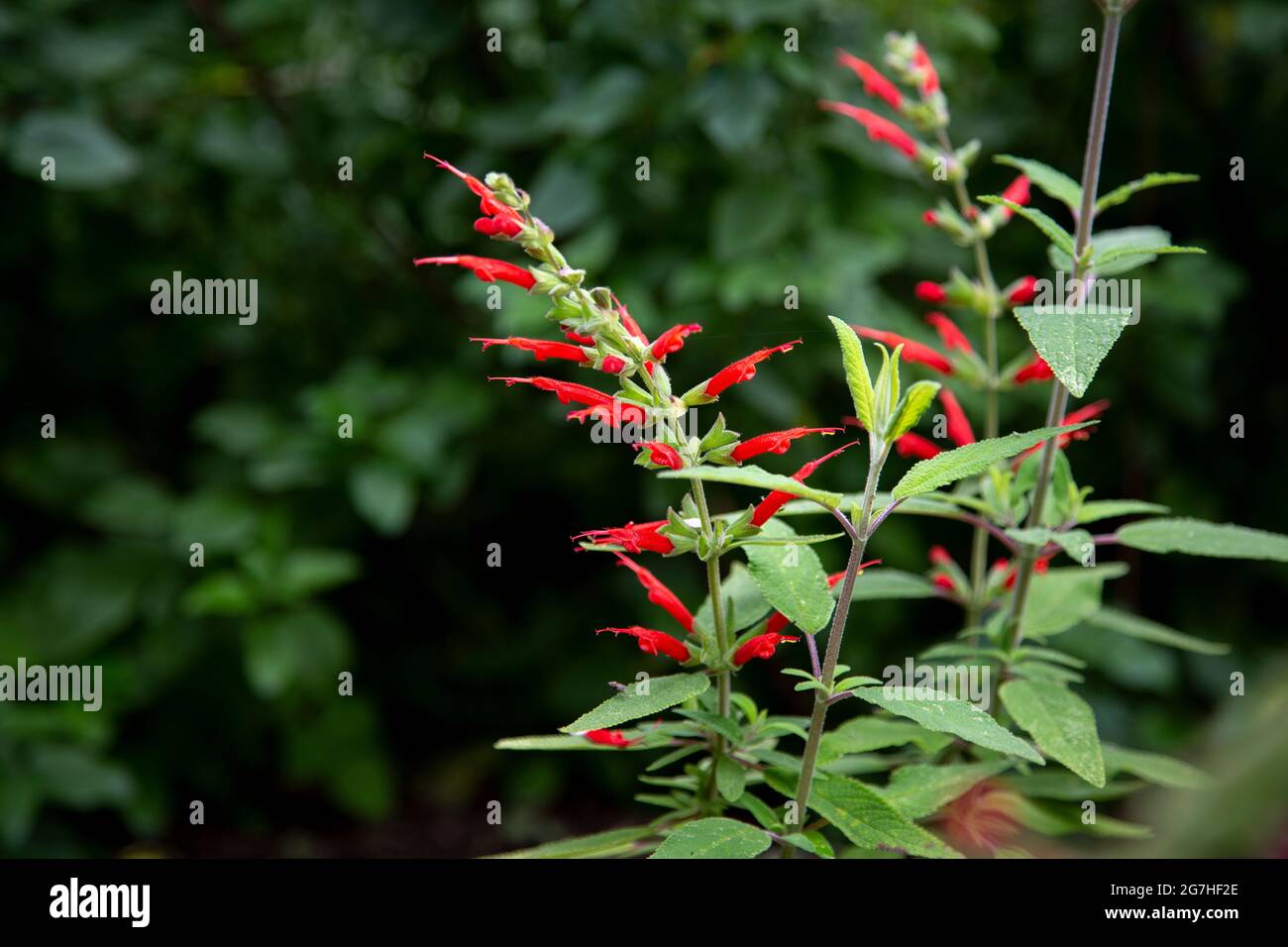 The red flowers of the Salvia haenkei 'Prawn Chorus' sage at the Chelsea Physic Garden in London, UK, look like little prawns.   The Chelsea Physic Ga Stock Photo