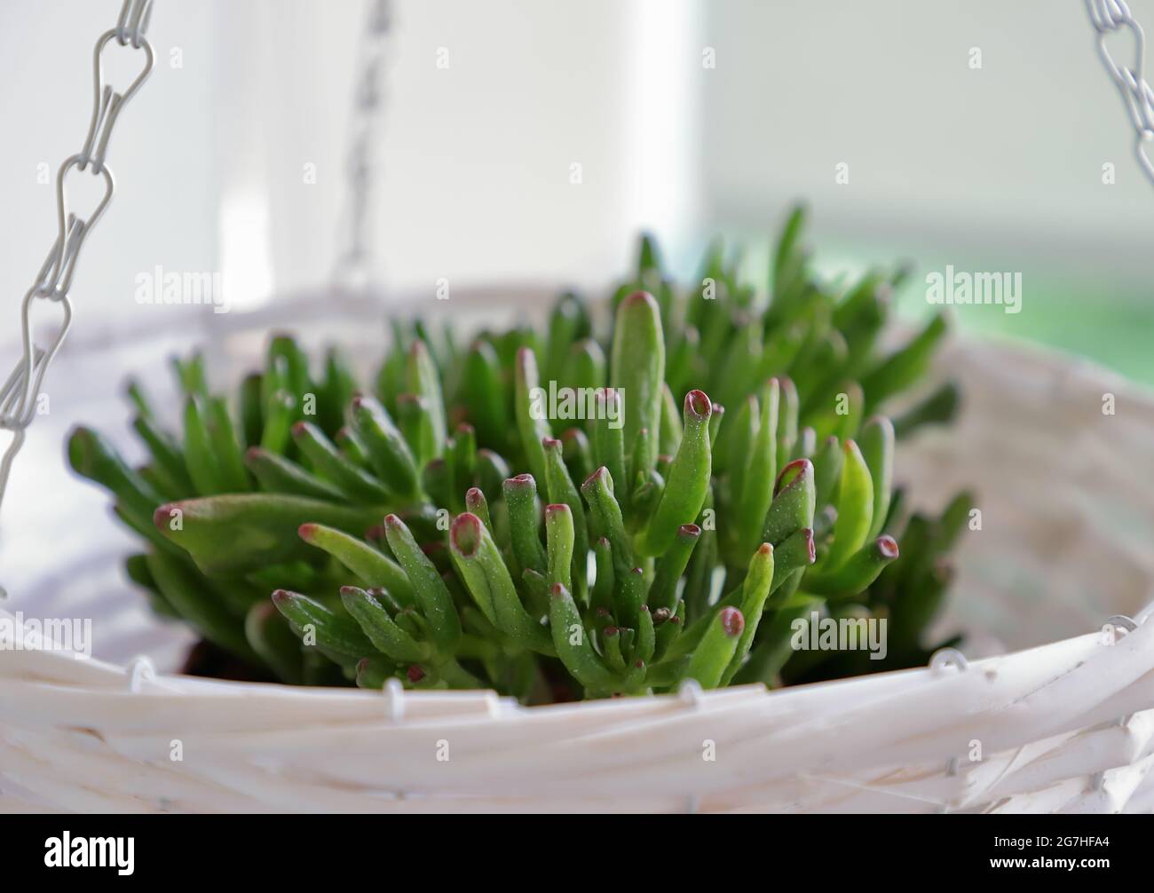 Crassula ovata plant in hanging basket. Stock Photo