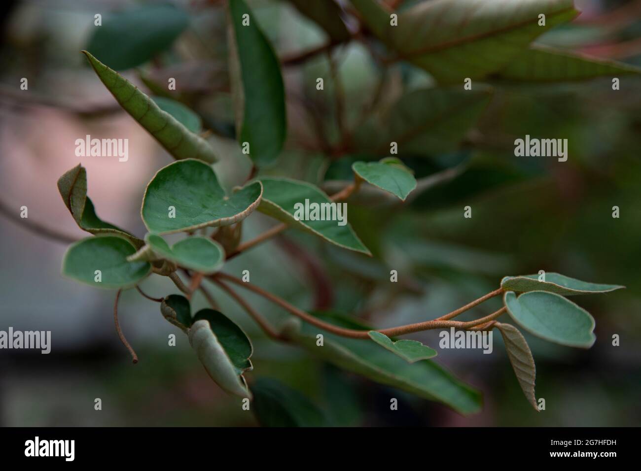 St helena ebony tree hi-res stock photography and images - Alamy