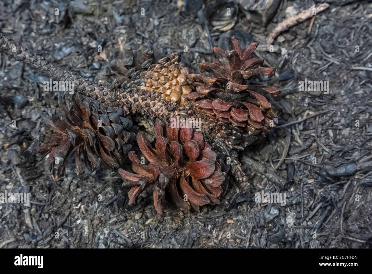 Burned lodgepole pine cone hires stock photography and images Alamy