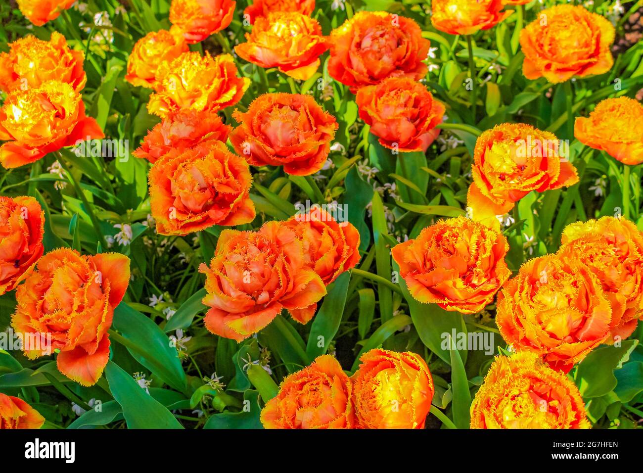 Many colorful tulips and daffodils in Keukenhof tulip park in Lisse ...