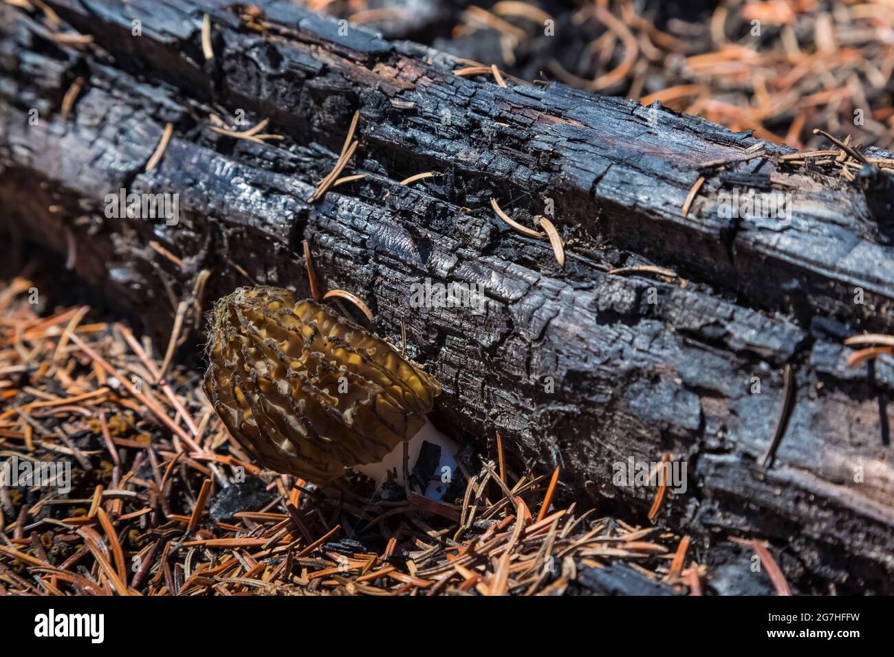 Picking burn morel mushrooms, Morchella sp., a year after the 2012