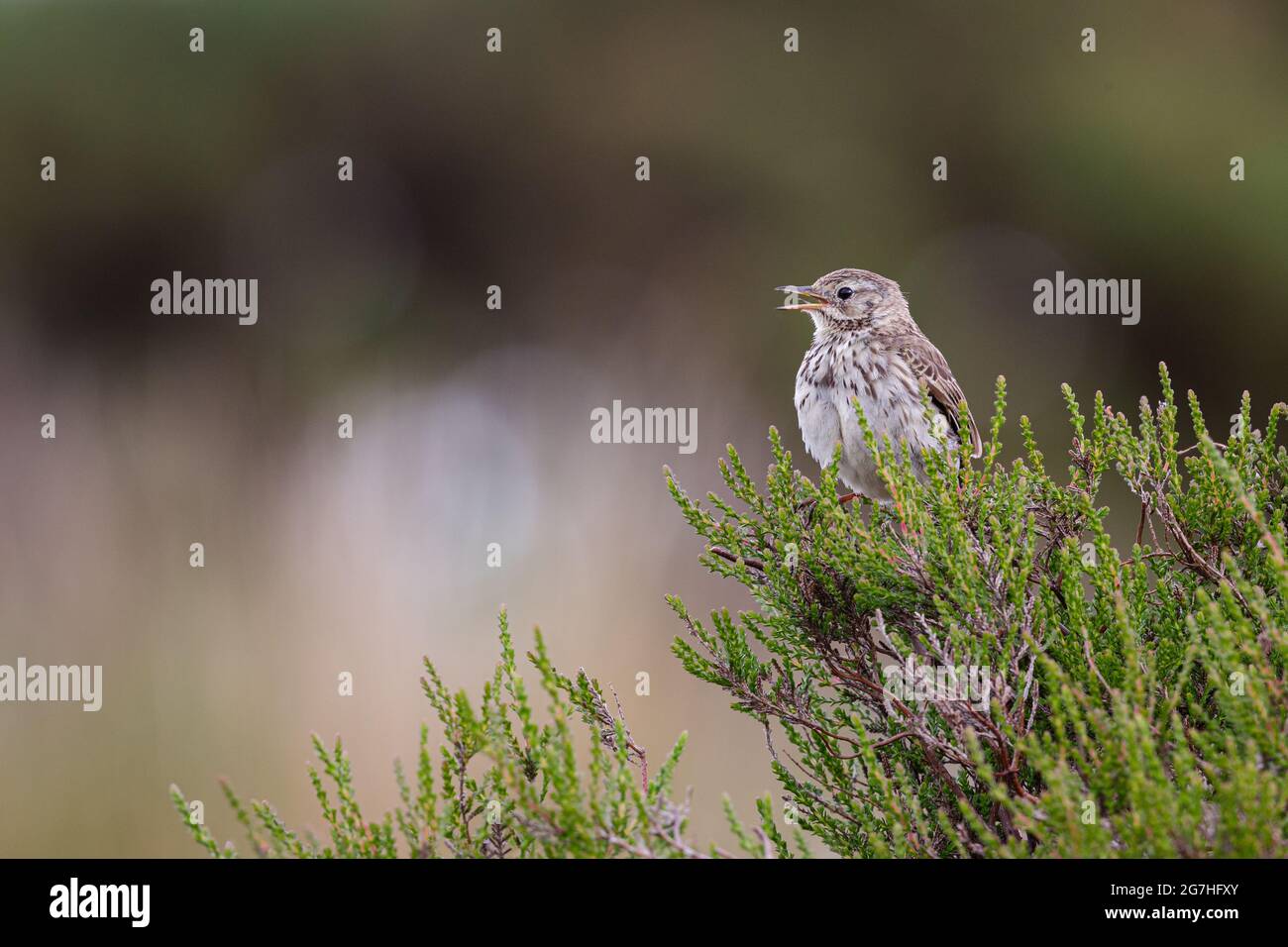 Skylark perched on heather. Stock Photo