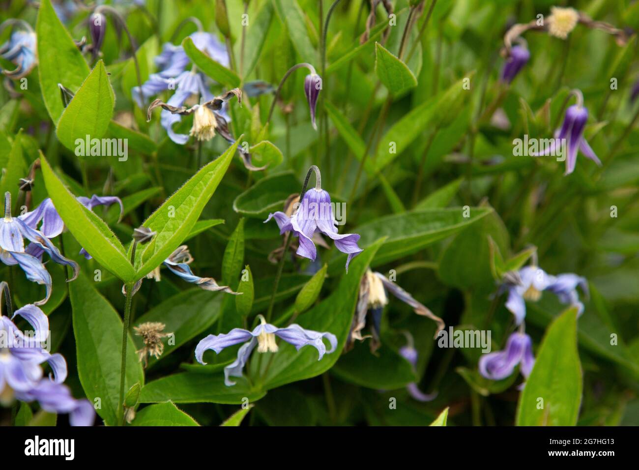 Clematis integrifolia 'Blue Ribbons' is a low growing bush clematis with curled petals. Stock Photo