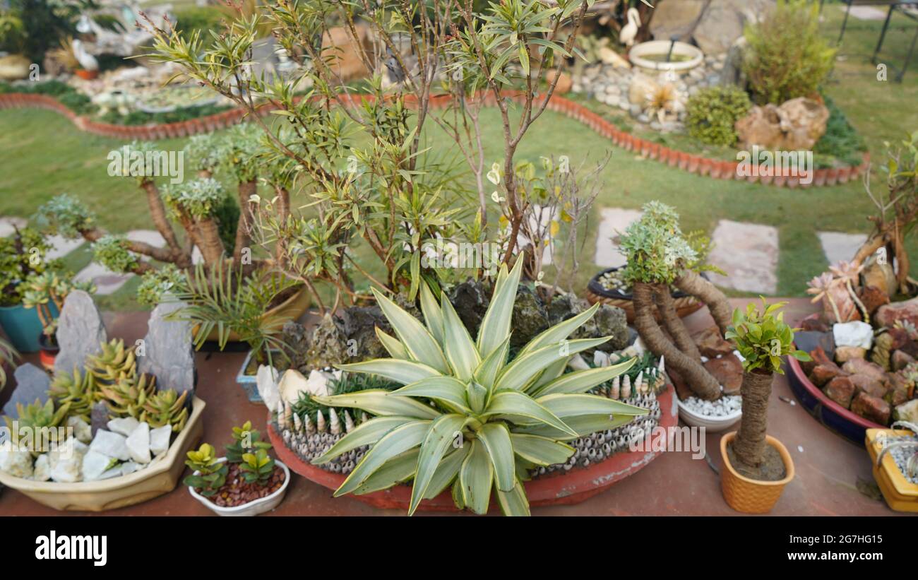 Beautiful nursery flower pots and plants, Oxygen plants ideas for home