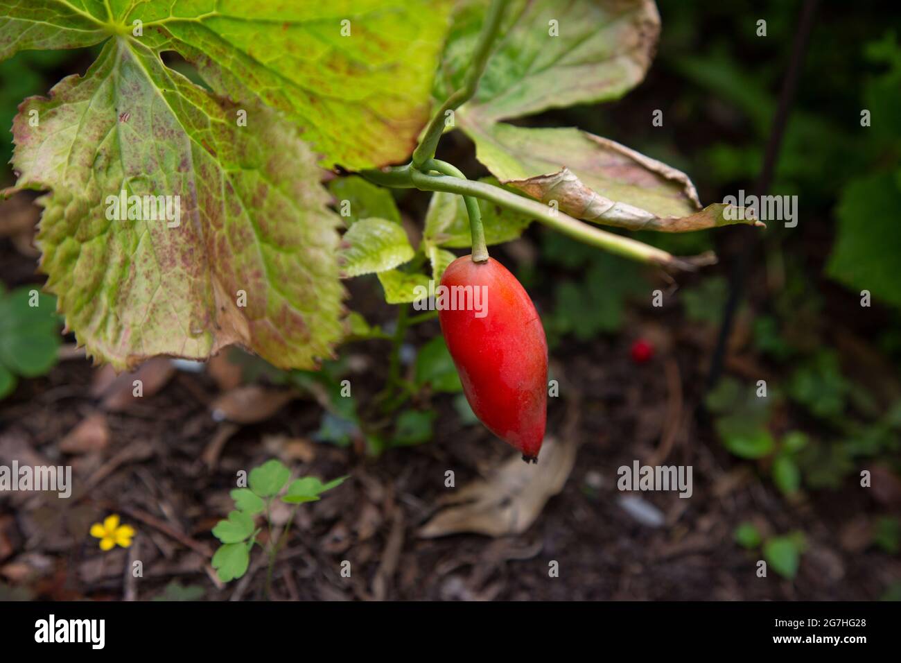 The ripe, red fruit of sinopodophyllum - an herbaceous perennial plant in the family Berberidaceae commonly known as Himalayan may apple. The root and Stock Photo