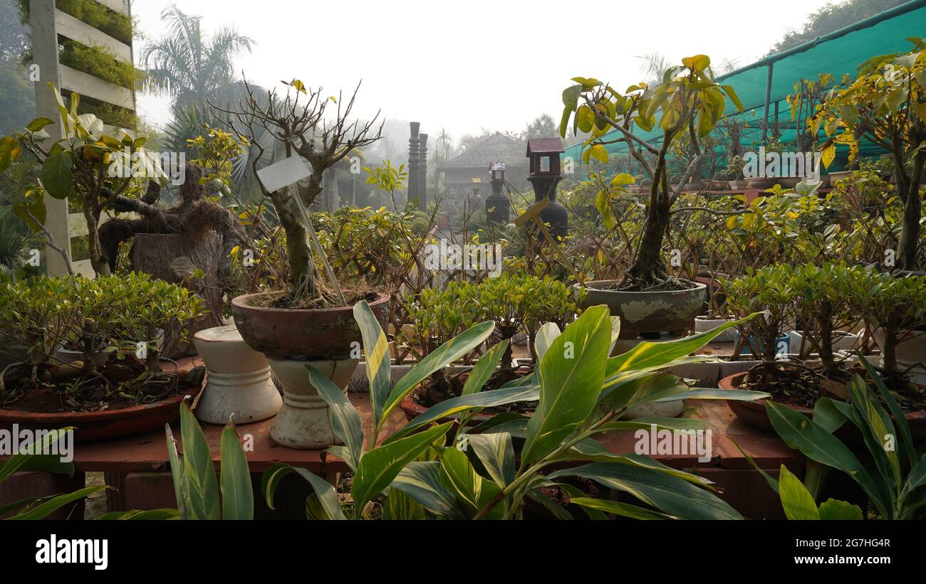 Bonsai Landscape Images, Stock Photos & Vectors Stock Photo