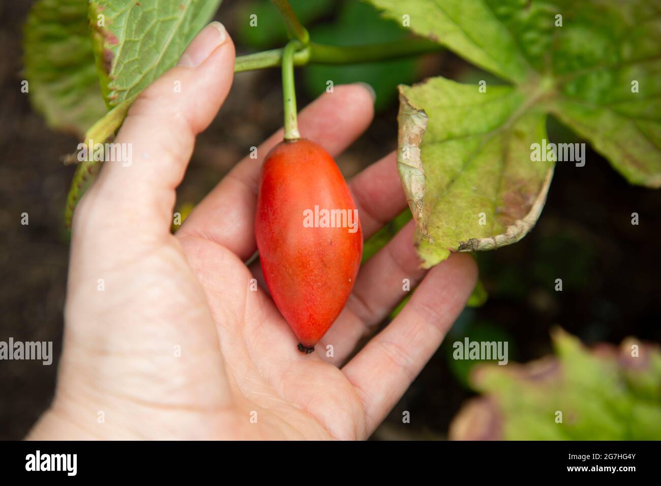The ripe, red fruit of sinopodophyllum - an herbaceous perennial plant in the family Berberidaceae commonly known as Himalayan may apple. The root and Stock Photo