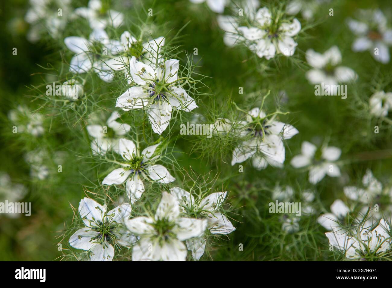 Nigella damascena (black caraway, black cumin) is an annual flowering plant in the family Ranunculaceae. Its seeds are not only used for their flavour Stock Photo