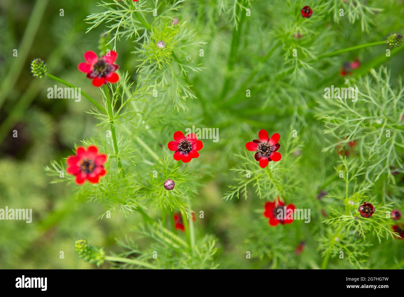 Adonis aestivalis, the summer pheasant's-eye, is a medicinal and ornamental plant native to Europe.   The Chelsea Physic Garden is one of the oldest b Stock Photo