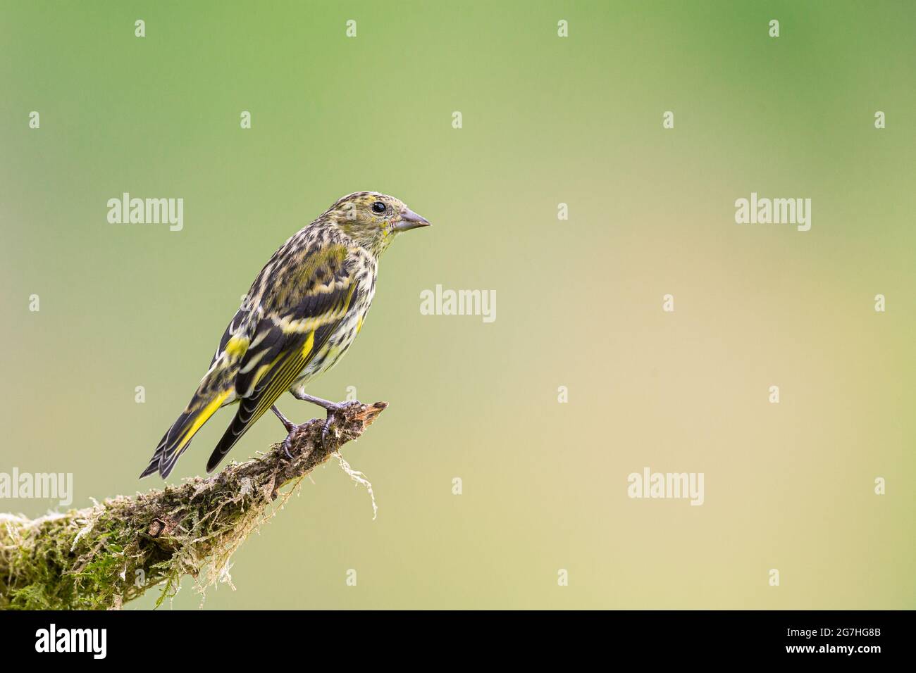 Juvenile Goldfinch perched on a branch. Stock Photo